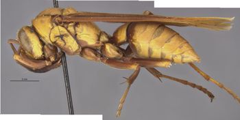Media type: image;   Entomology 36003 Aspect: habitus lateral view